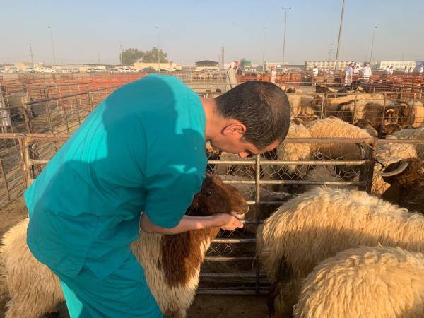 أمانة الرياض تحدد 10 مواقع مؤقتة لبيع الأضاحي