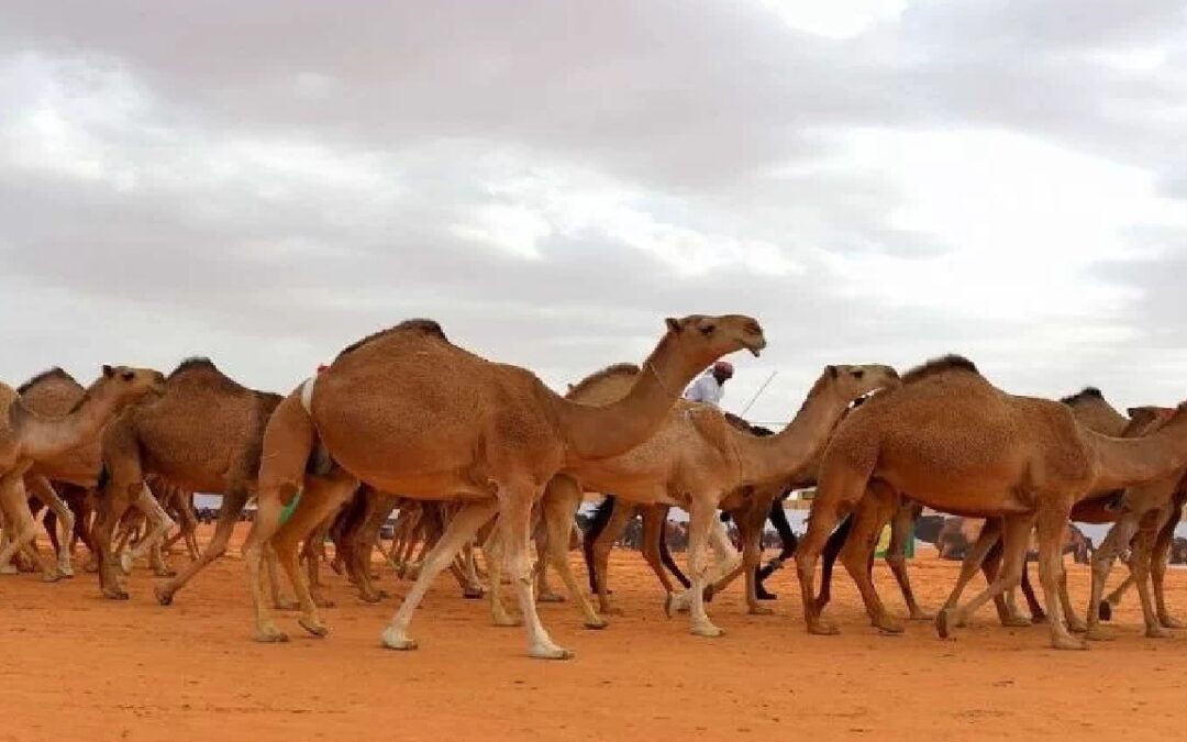 البيئة: شهرين على انتهاء مهلة عودة المواشي لدولهم