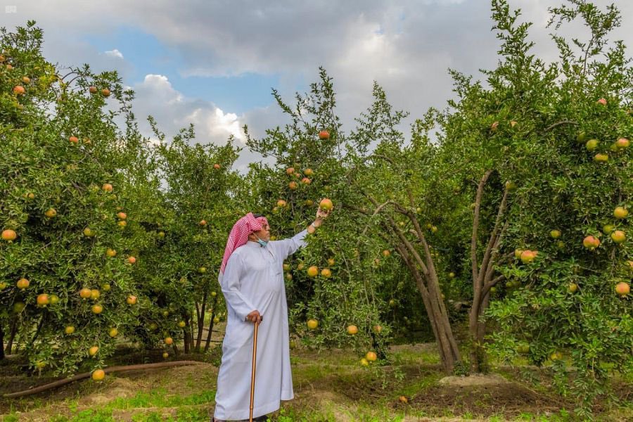 فرصة استثمارية لانشاء مدينة الرمان