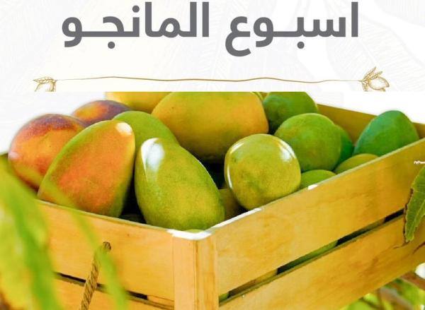 أسبوع حصاد المانجو  بالعلا …..ينطلق