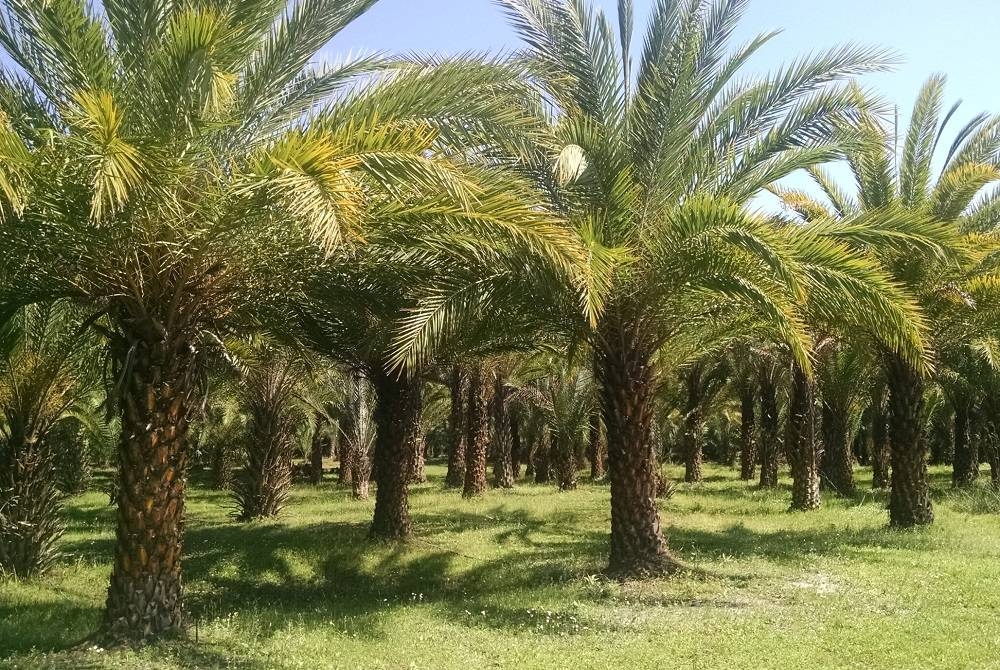 صندوق التنمية الزراعي: نوفر تمويلا كافيا لمستلزمات النخيل