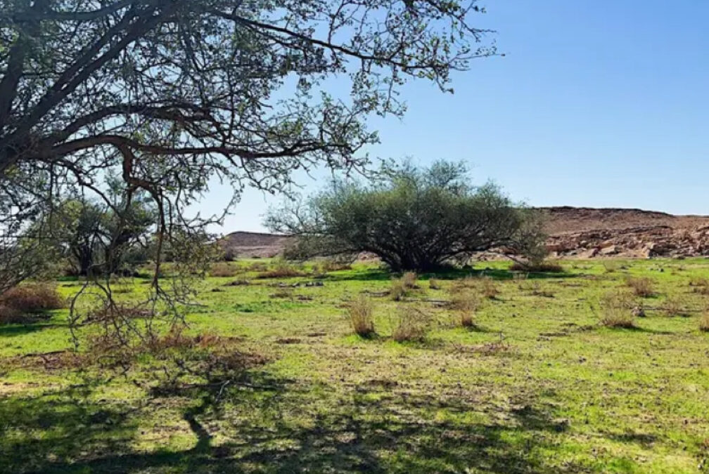 ظهور بداية بواكير الربيع جنوب وشرق محافظة ‫رفحاء بالحدود الشمالية