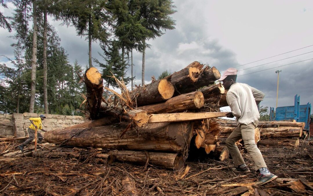 التحرز على 246.4 م3 من الحطب المحلي المستخدم في النشاط التجاري