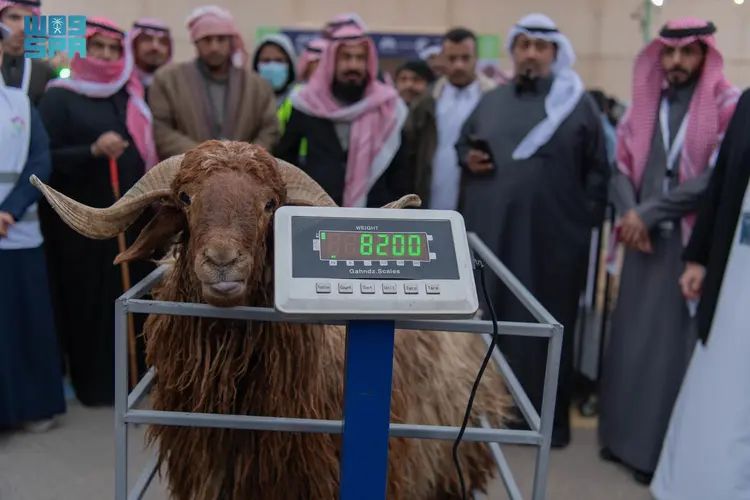 انطلاق فعاليات مهرجان أصول الأغنام المحلية بمدينة عرعر التابعة للحدود الشمالية