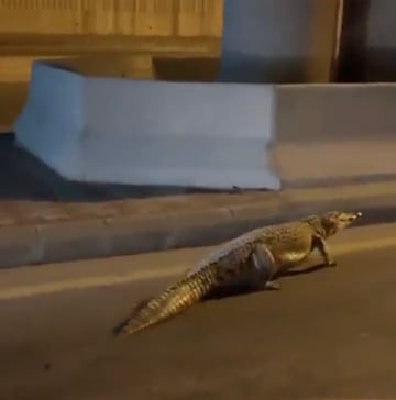 تمساح طوله 3 م يتجول بشوارع القطيف .. وفرق الإنقاذ تسيطر على الوضع