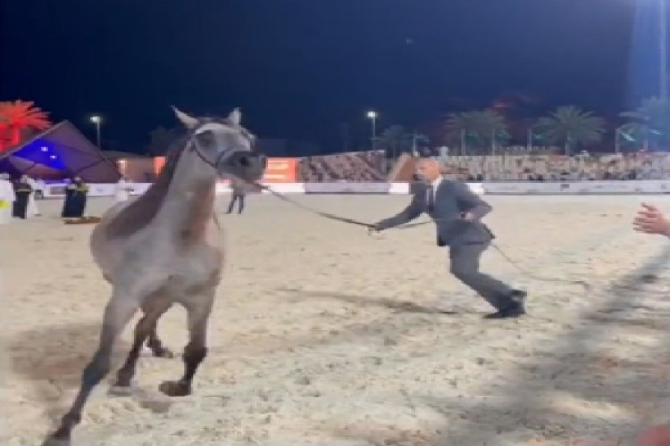 أمير منطقة حائل يرعى منافسات بطولة حائل لجمال الخيل العربية الأصيلة