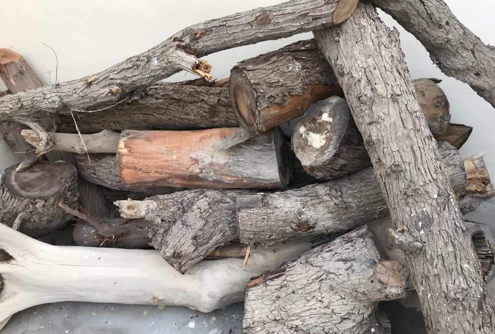 ضبط مواطن لتخزينه حطبًا محليًا بمنطقة المدينة المنورة