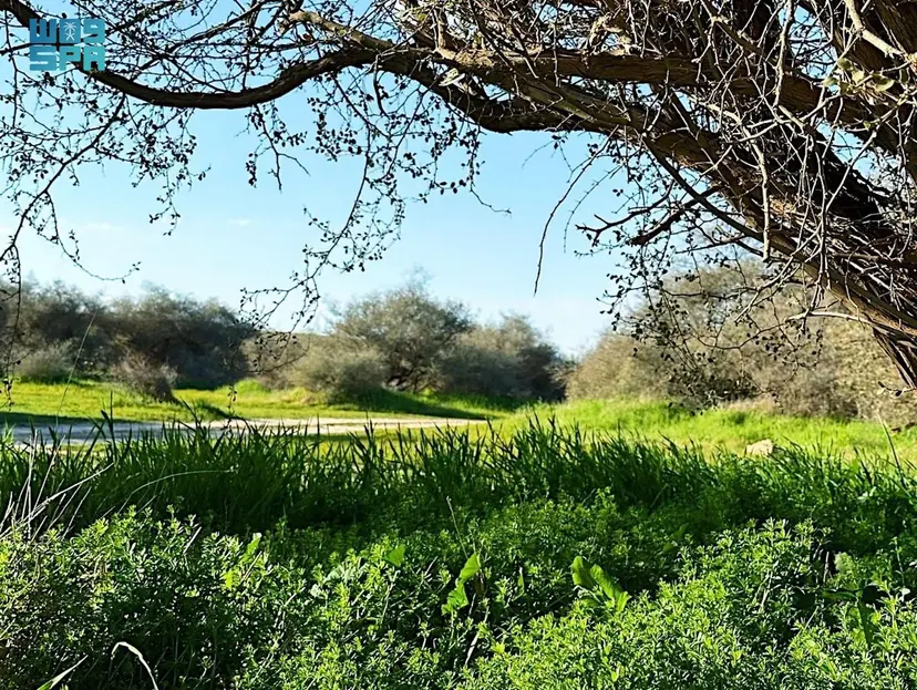ربيع حجرة “لينة التاريخية” لوحات طبيعية على مد النظر