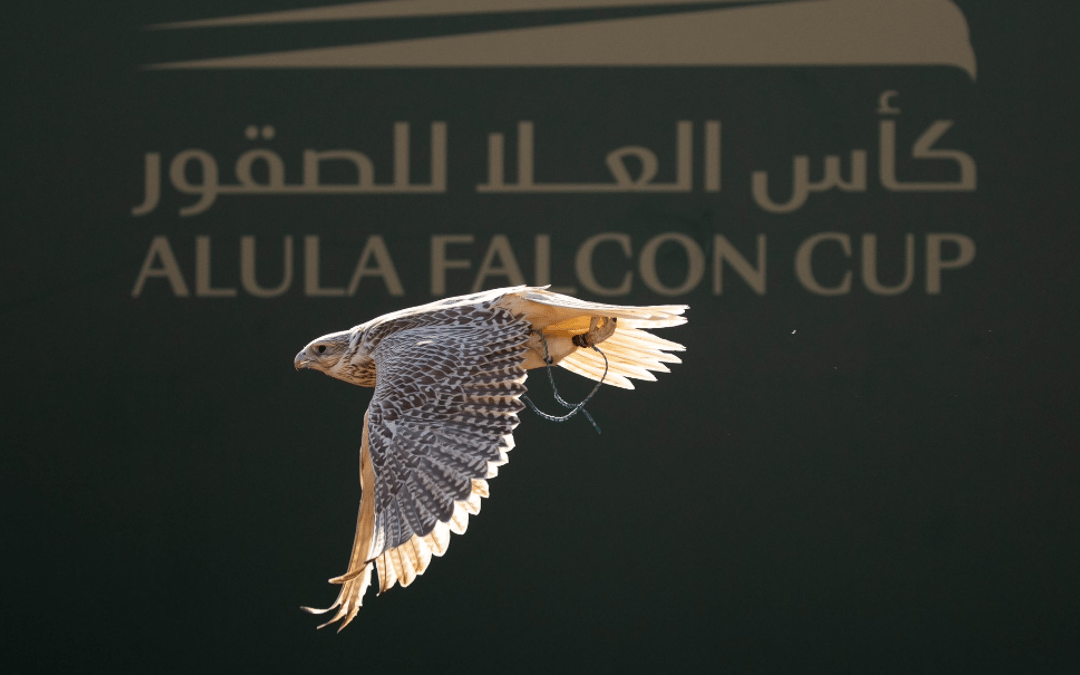 كأس العلا يضم أكثر من ألفي متسابق من صقاري المملكة