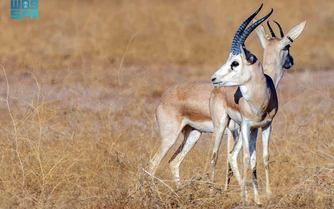 إعادة توطين الكائنات المهددة بالانقراض.. خطوة إستراتيجية لمحمية الإمام منذ 5 سنوات