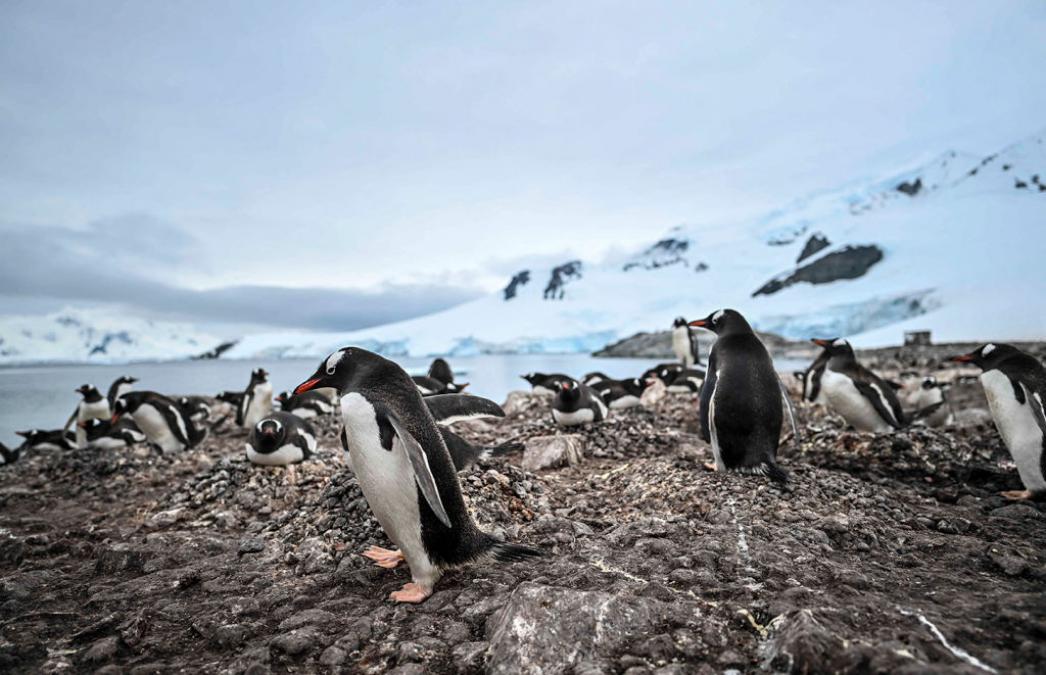 إنفلونزا الطيور تقتحم القارة القطبية الجنوبية للمرة الأولى