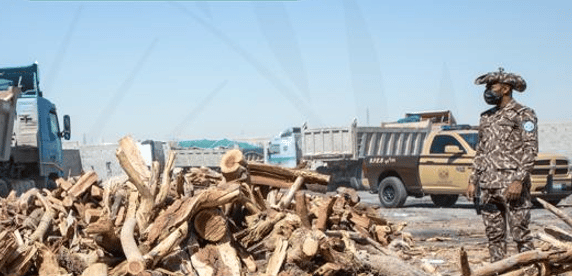 القبض على مخالف لنظام البيئة لتخزينه حطبًا محليًّا في المدينة المنورة