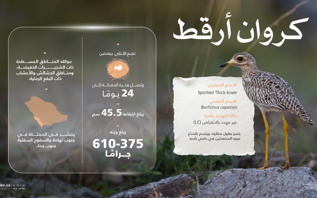 “الحياة الفطرية”: “كروان أرقط” طائر مقيم متكاثر ونادر جدًّا بالمملكة