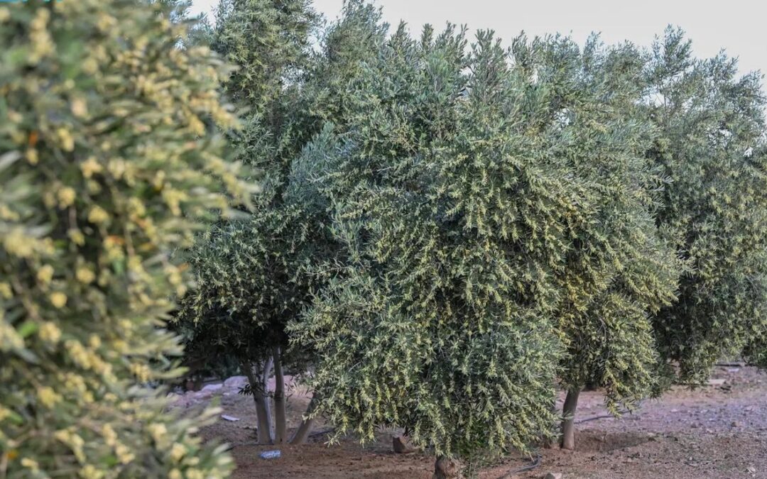 بشرى للمزارعين بوفرة المحصول.. أشجار الزيتون بتبوك تُزهر خلال أبريل