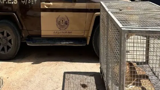 القبض على مُواطن لاقتنائه كائنًا فطريًّا مهددًا بالانقراض في الرياض