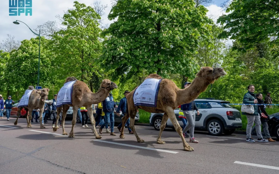 السعودية تشارك في مسيرة الإبل بباريس احتفاء بقرار تخصيص ٢٠٢٤م ليكون “السنة الدولية للإبليات”