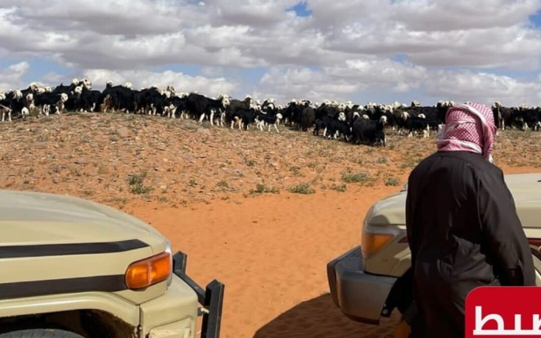 ضبط مواطن يرعى 400 رأس من الأغنام في محمية الملك سلمان