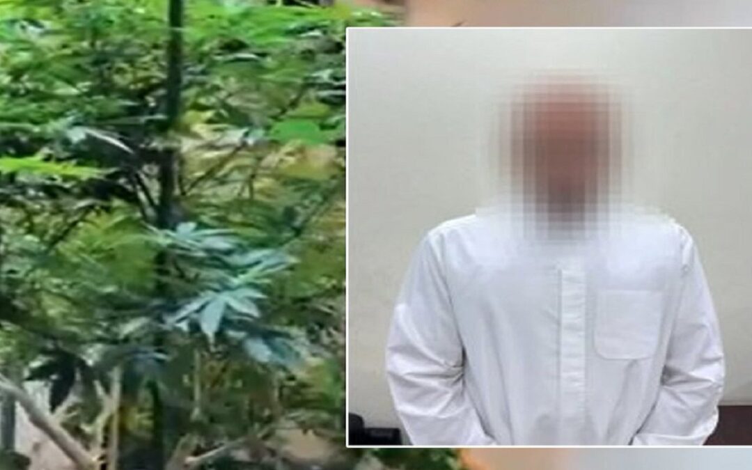 القبض على شخص من الأسرة الحاكمة الكويتية لزراعته الماريجوانا بمنزله