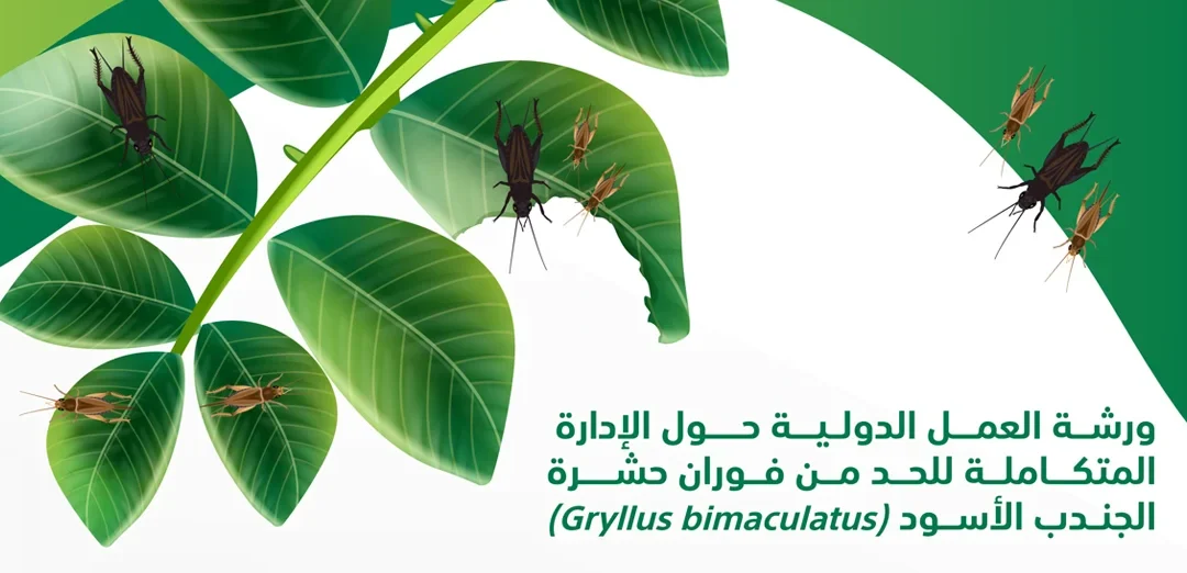 المملكة تحتضن ورشة دولية عن الحدّ من فوران حشرة الجندب الأسود