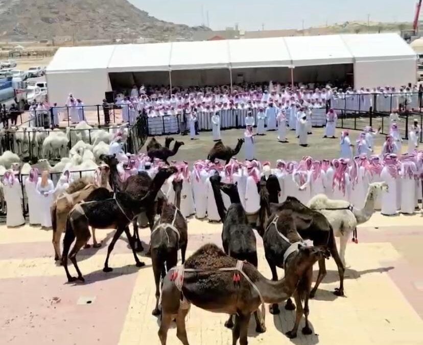 “فعالية الحوار الذهبي” .. تجذب جمهور الإبل في ختام مزاد الجنوب ببيشة