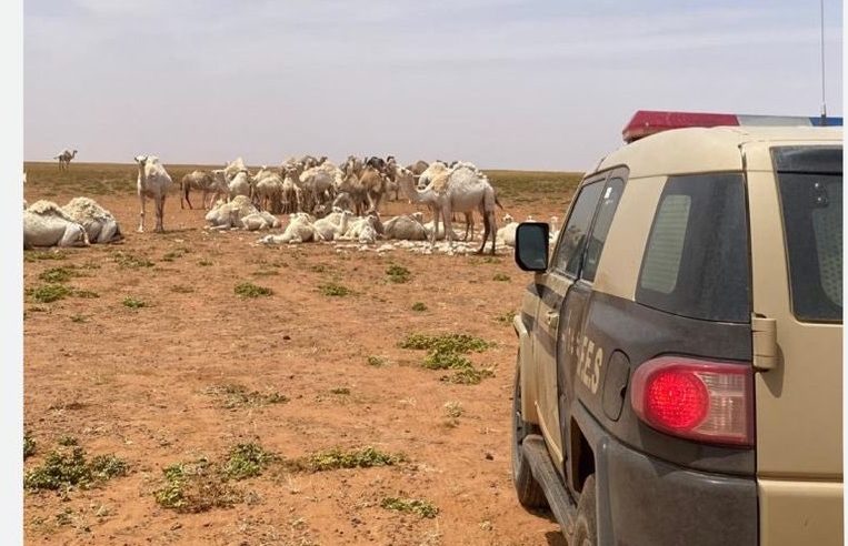 ضبط مواطن لرعيه 45 متناً من الإبل بمحمية الملك سلمان الملكية