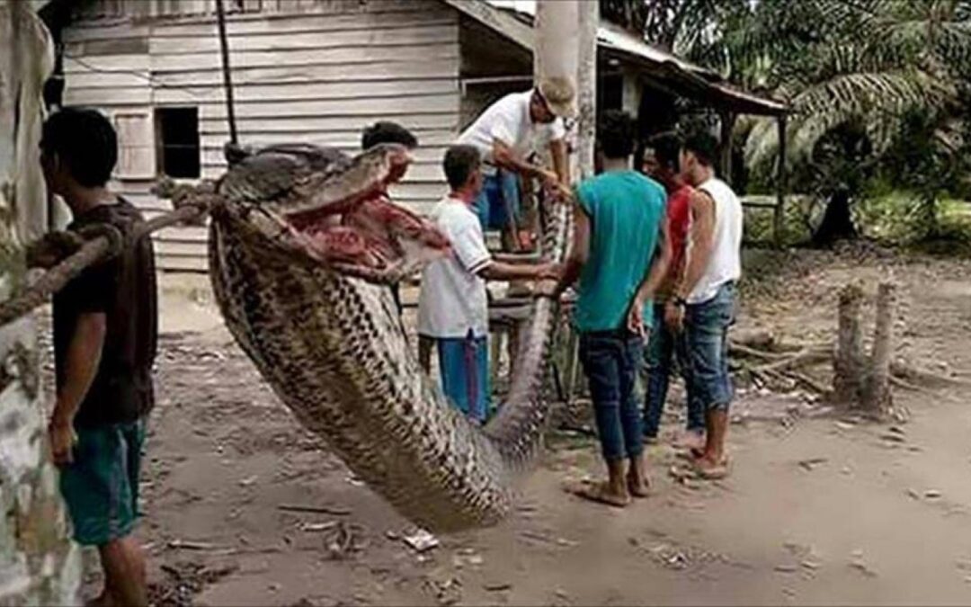 بالفيديو.. ثعبان طوله 5 أمتارٍ يبتلع امرأة بإندونيسيا