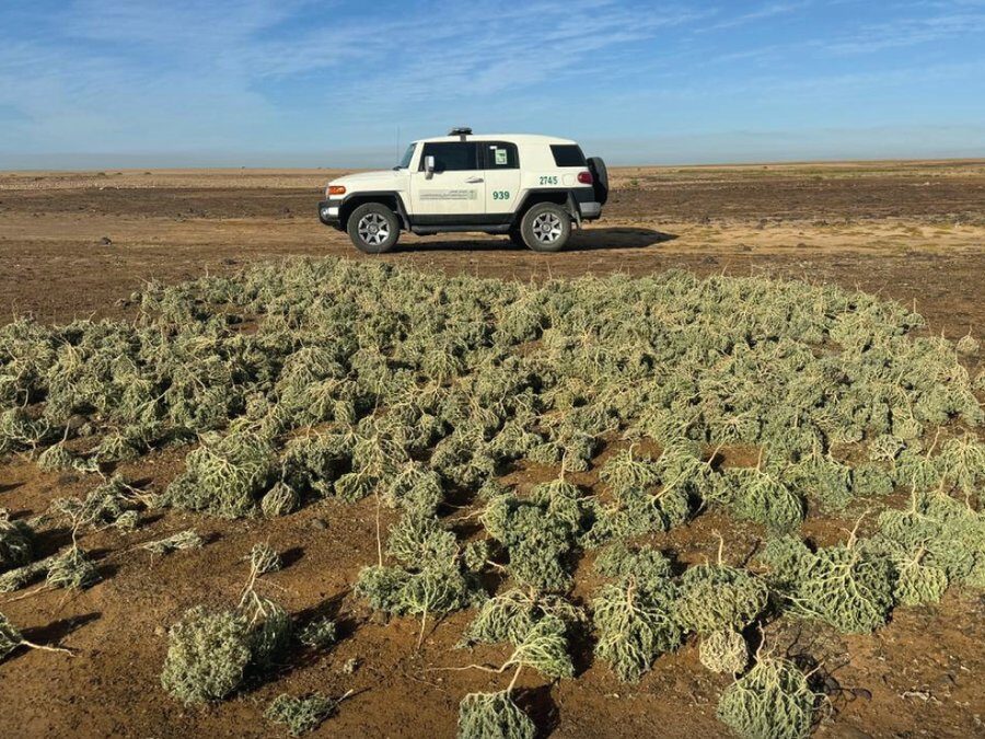 بحائل وتبوك.. ضبط مواطن لإشعاله النار في أراضي الغطاء النباتي ومقيم استغلّ الرواسب