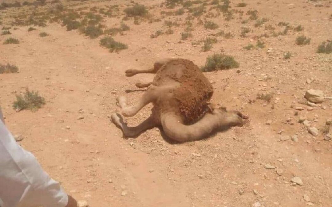 غموض واستنفار شُرَطي لمعرفة سبب نفوق الإبل في ليبيا..!