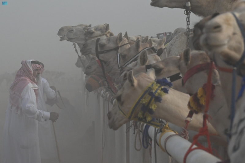 تبوك تشارك مناطق المملكة في المحافظة على الإبل