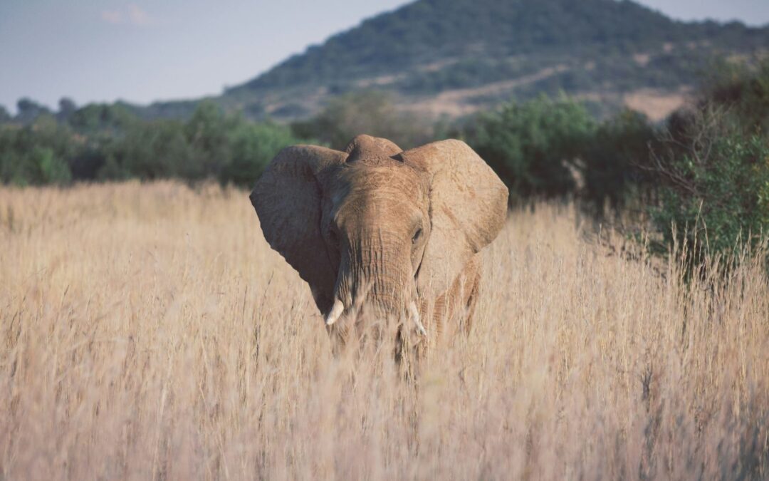 مصرع سائح تحت “أقدام فيل” في أحد منتزهات جنوب أفريقيا