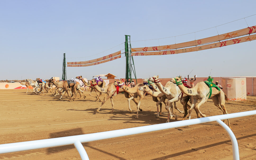 مهرجان ولي العهد للهجن: “بارود” تحتفظ بالتوقيت الأفضل في منافسات “اللقايا”