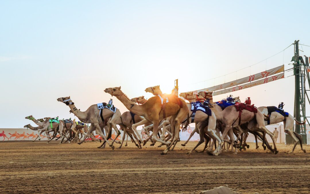 المطية “بيان” الأفضل في منافسات الحقايق .. وغدًا انطلاق منافسات “اللقايا”