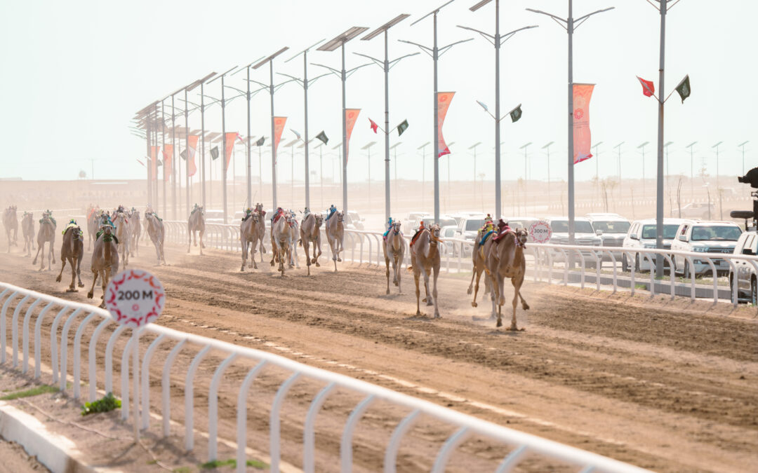 مهرجان ولي العهد للهجن: المطية “أمجاد” الأفضل في منافسات “الثنايا”