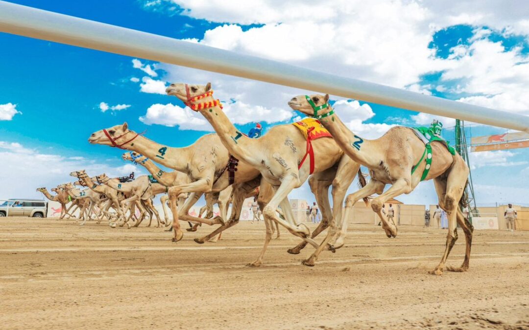 غدًا في النُّسخه الـ6.. يبدء تسجيل المطايا في مهرجان ولي العهد للهجن