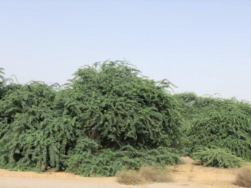 “المسند”: يشن حربًا على البرسوبس ويحذر منها