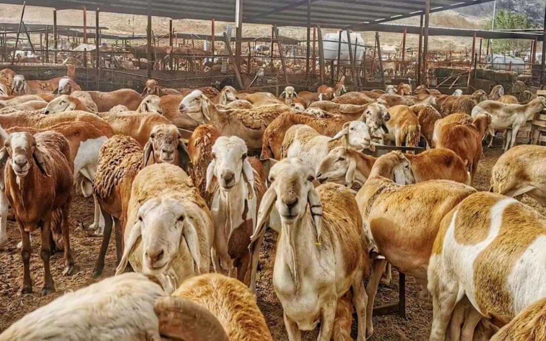 جازان كنز الثروة الحيوانية في المملكة بأكثر من 3.977.414 رأسًا