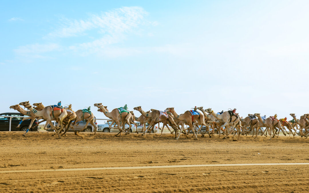 المرحلة النهائية من مهرجان ولي العهد للهجن.. “مذهل” تكسر توقيت العام الماضي الأفضل