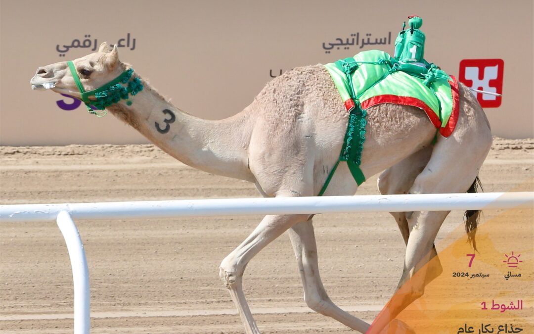 مهرجان ولي العهد للهجن..”صمت”.. التوقيت الأفضل في يوم الجذاع