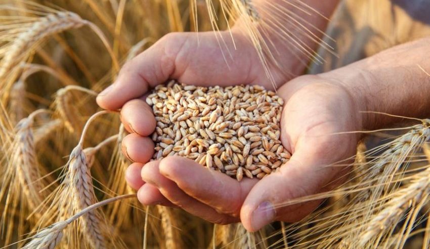 “الأمن الغذائي”: صرف 426 مليون ريال مستحقات الدفعة الثالثة لمزارعي القمح