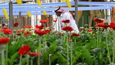 المملكة تعلن توطين زراعة الورد لتعزيز الإنتاج المحلي وفتح آفاق التصدير