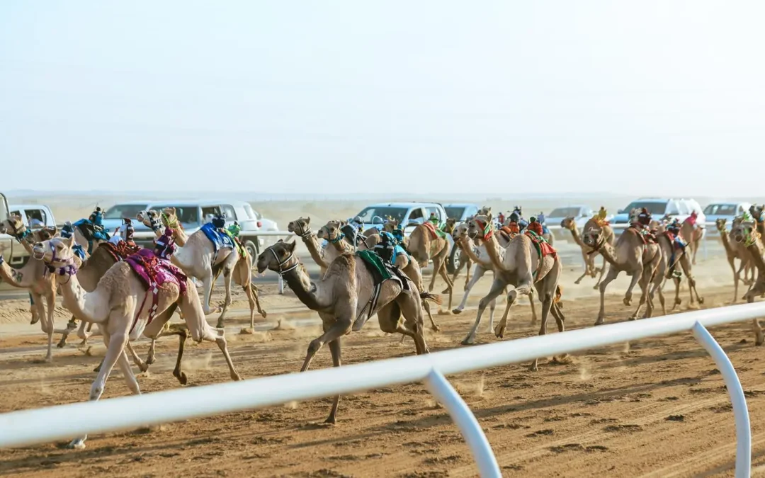 مُلّاك الهجن السعوديون يواصلون التألُّق في كأس الاتحاد السعودي للهجن