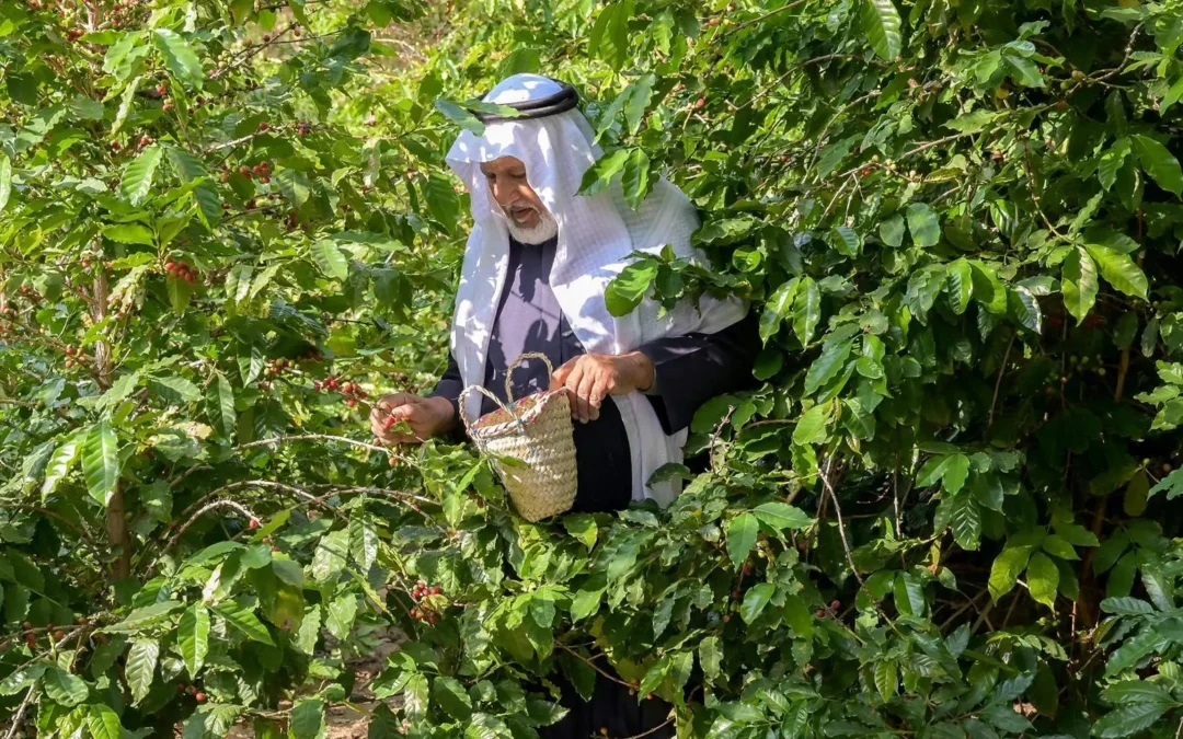 “البن الشدوي” أَفضل أنواع القهوة الفاخرة السعودية المقدمة للعالم احتفاءً بيوم القهوة العالمي