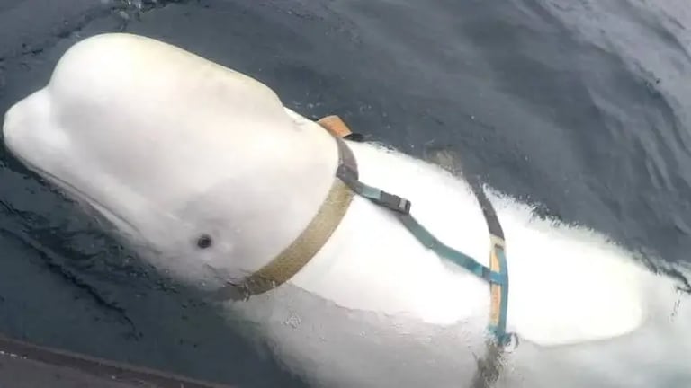 “دُرّب لتنفيذ مهمة مختلفة”.. فيلم وثائقي يستعرض “حوت التجسس الروسي”