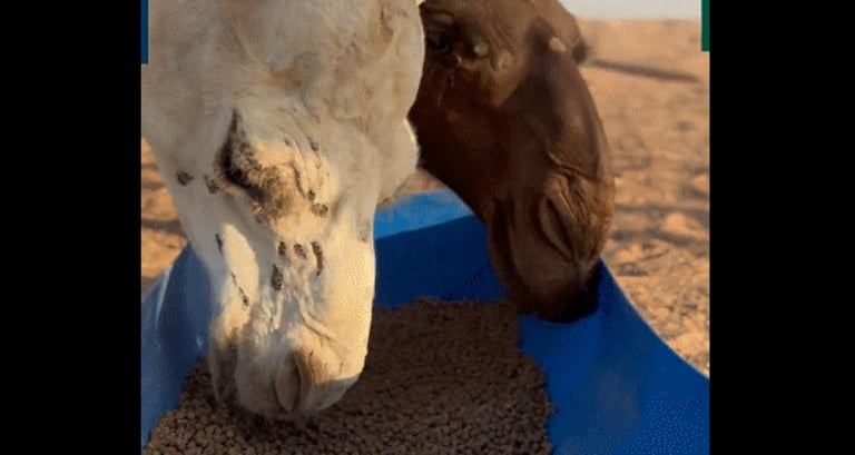 يزيد اللحم والحليب 20%.. انتظم في تقديم المكعبات الغذائية للإبل