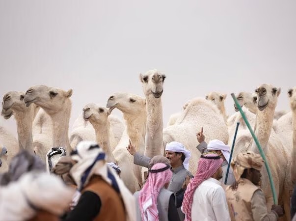 منقية النائلات تحتفي باستضافة المملكة لكأس العالم