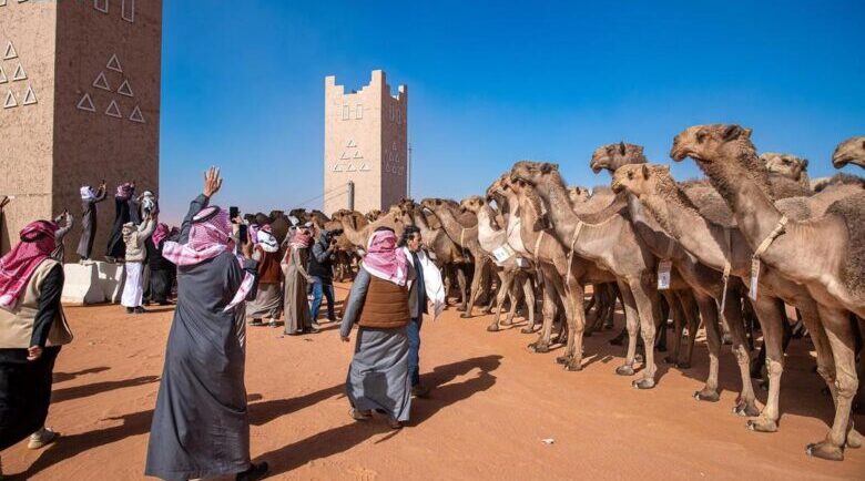 640 فردية في التحكيم النهائي ضمن منافسات بيرق الموحد لفئة الشعل