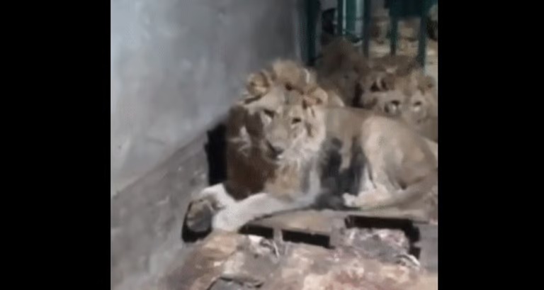 بالفيديو.. دخل قفصهم لإبهار صديقته فأكلته الأسود