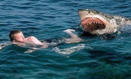 مصر.. سمكة قرش تقتل سائحًا وتجرح آخر