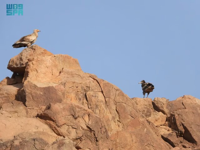 رصد حالات تعشيش لطائر “الرخمة” المهدد بالانقراض داخل موائل طبيعية بـ”محمية الملك سلمان الملكية”