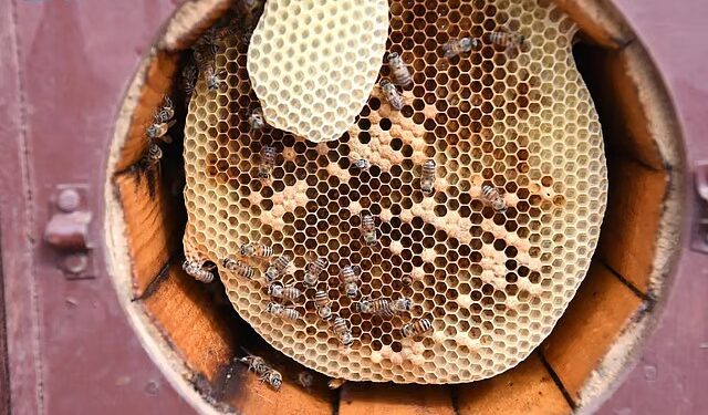 العسل في جازان.. صناعة متوارثة واقتصاد مزدهر وعلامة متميزة محليًا ودوليًا